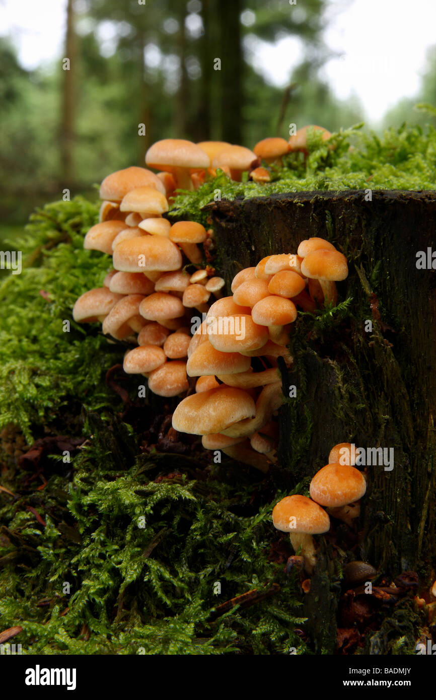 A colony of Sulphur tuft fungi Hypholoma fasciculare on an old tree stump covered in moss Limousin France Stock Photo