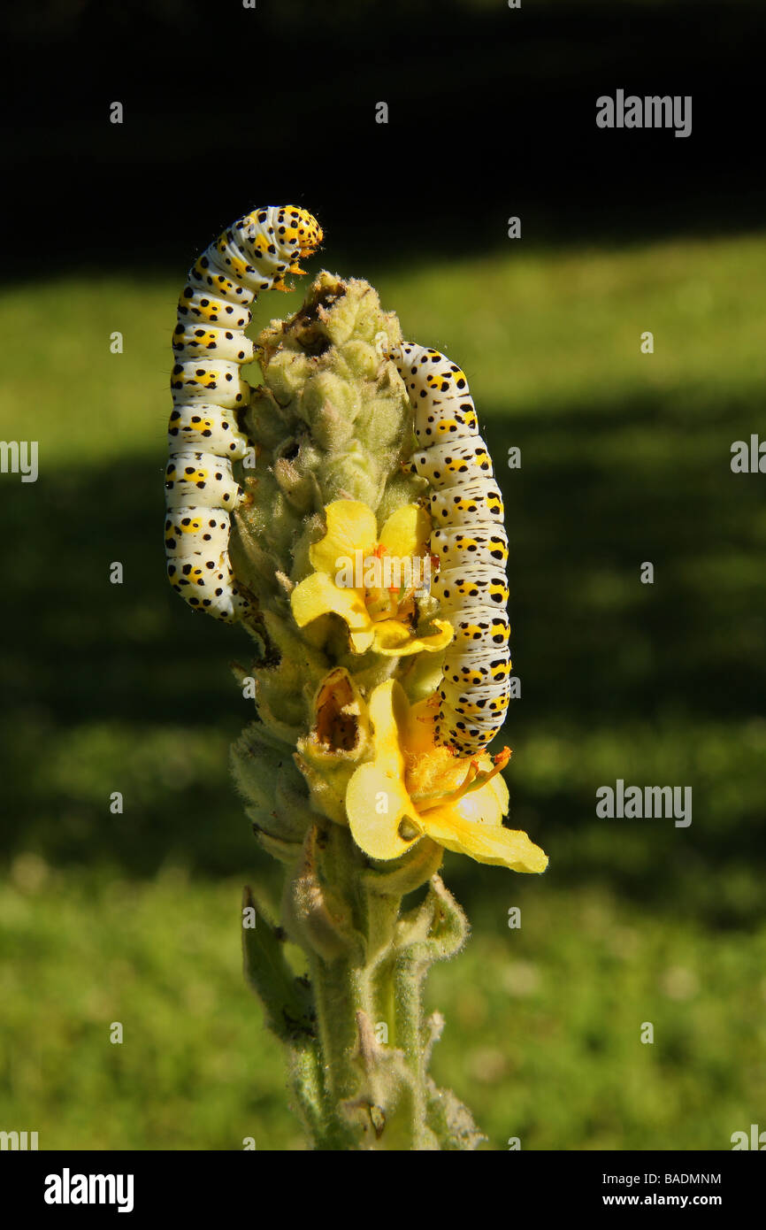 Two Mullein moth caterpillars feeding on an almost stripped Mullein plant Limousin France Stock Photo