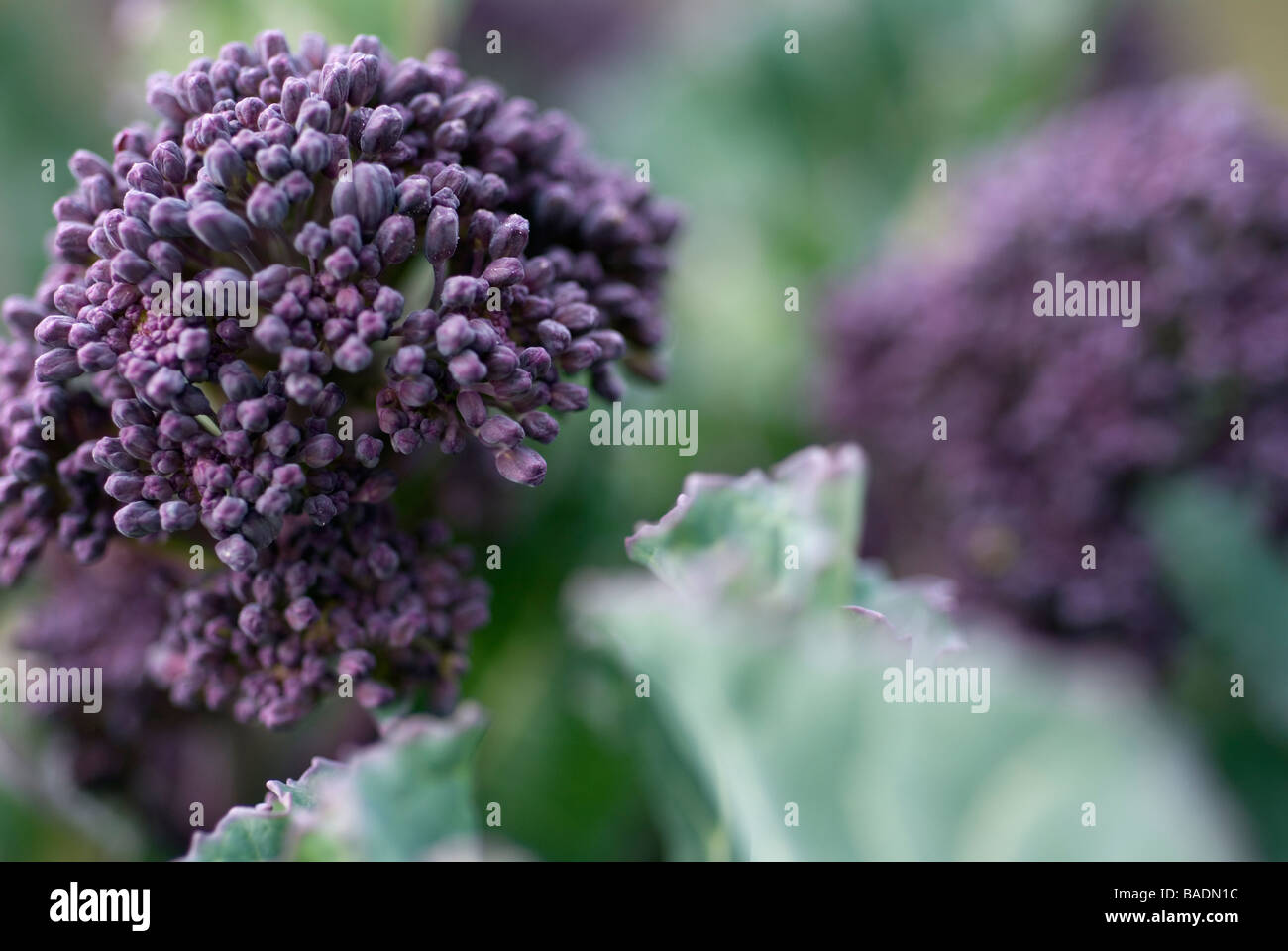 Early Purple Sprouting Broccoli Stock Photo Alamy