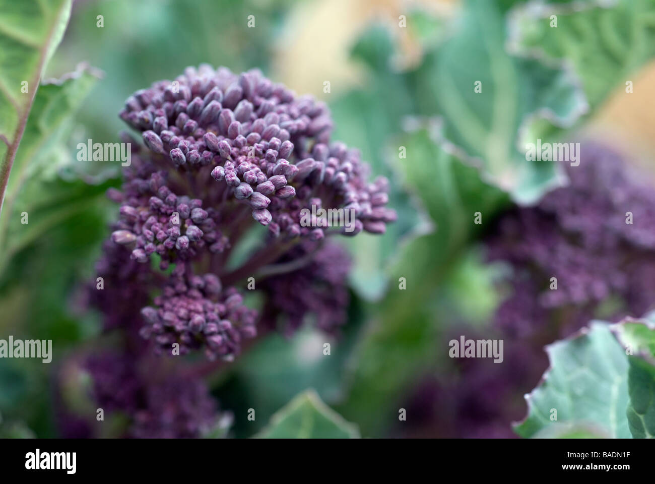 Early Purple Sprouting Broccoli Stock Photo Alamy