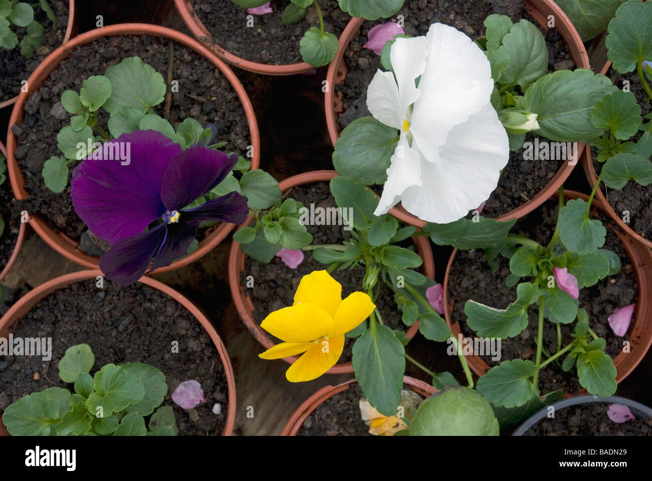 Pansy flowers Stock Photo