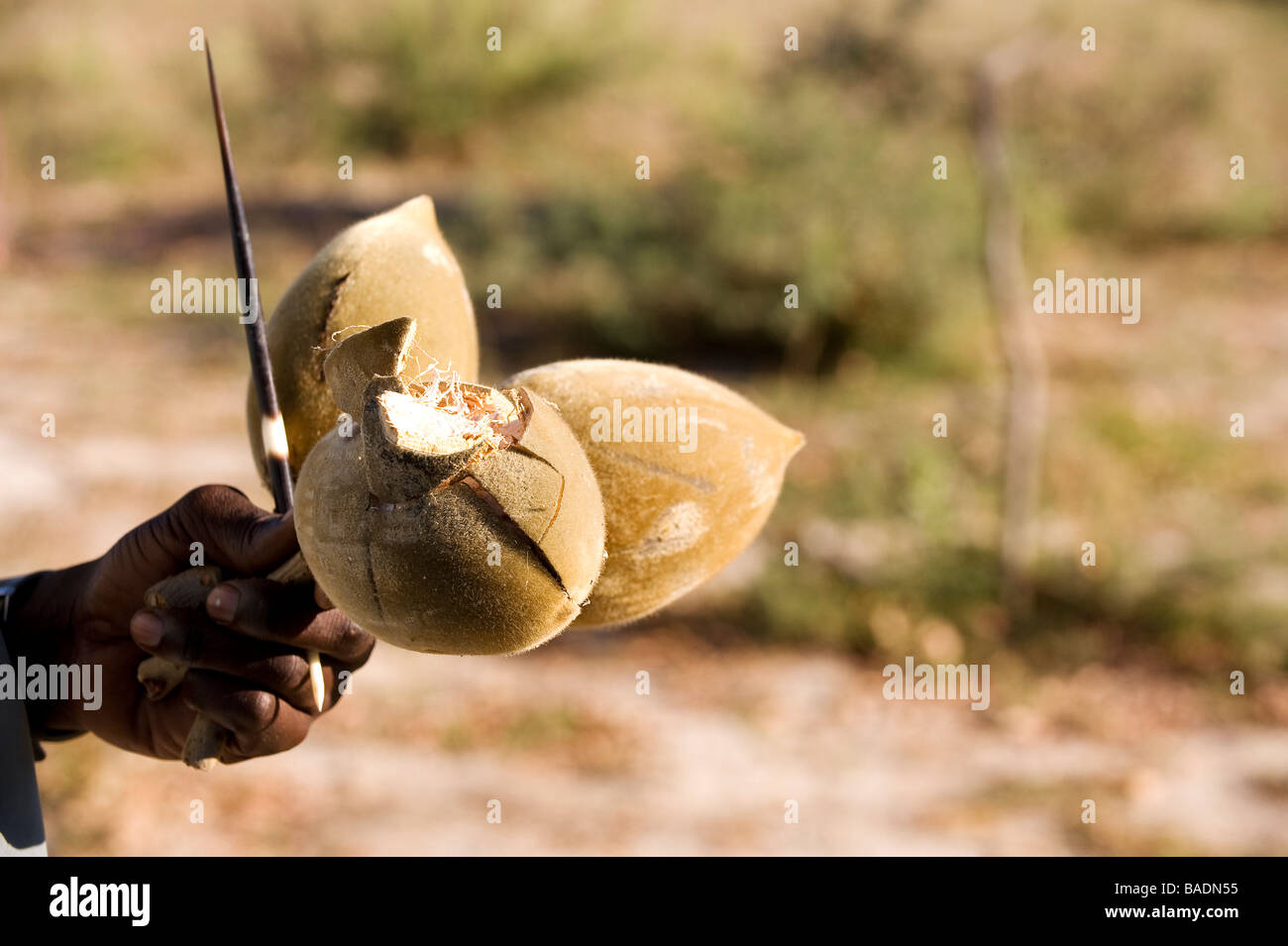 Botswana, Northwest district, Okavango delta, the baobab fruit Stock