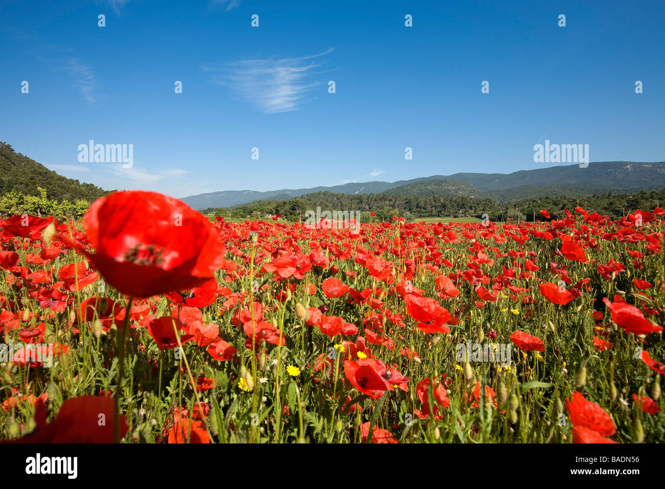 Poppies field in luberon france hi-res stock photography and images - Alamy