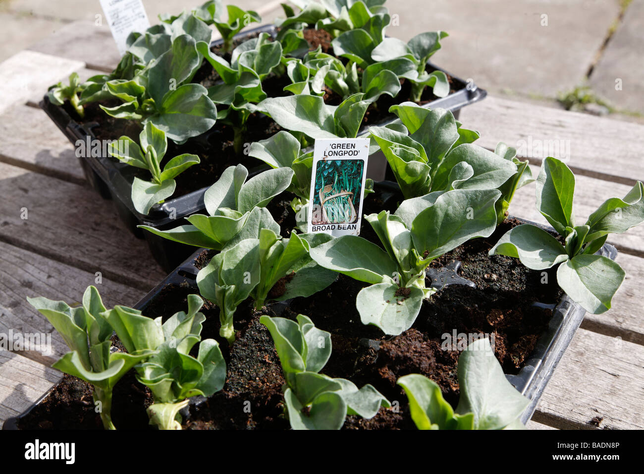 Broad bean plant hi-res stock photography and images - Alamy