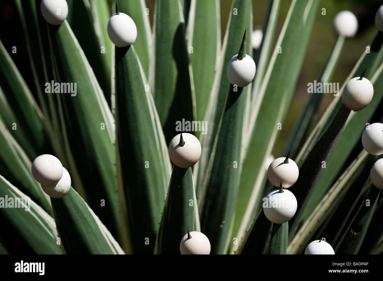 Egg shells used to warn and protect the spikes of a yucca plant in Grenada Stock Photo