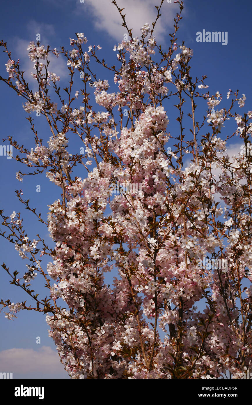 Flowering Cherry Tree (Prunus Amanogawa ) in full spring bloom, in the Dorset village of Crossways Stock Photo