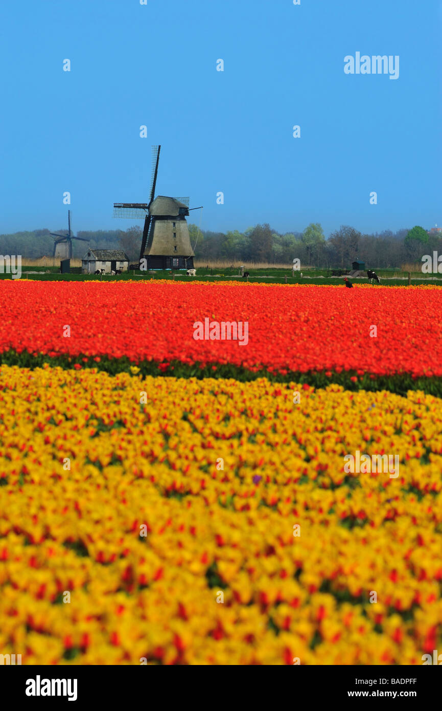 colorful field of tulips and windmill in the Netherlands Stock Photo ...