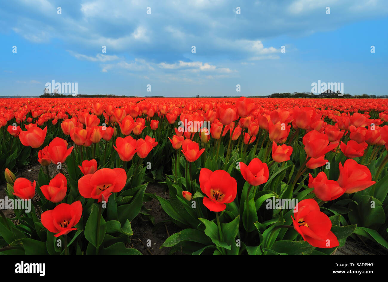 colorful field of tulips in the Netherlands Stock Photo