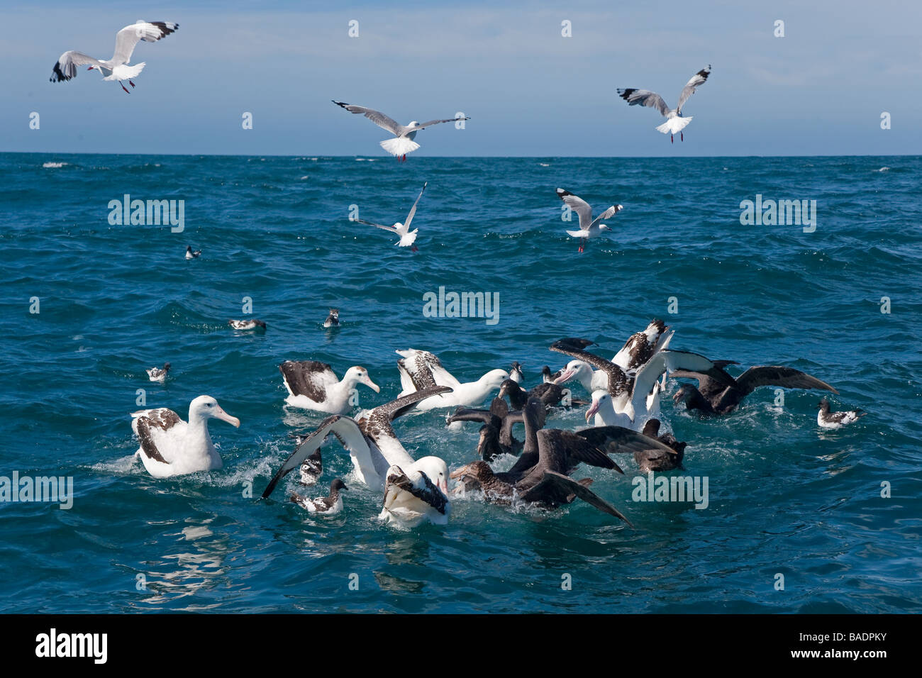 Petrels and Albatrosses Feeding Stock Photo
