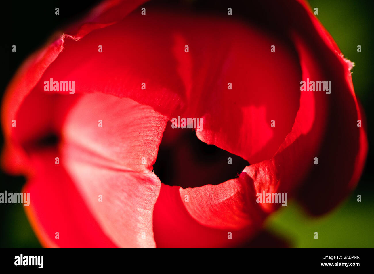 Close up of red tulip flowers Stock Photo - Alamy