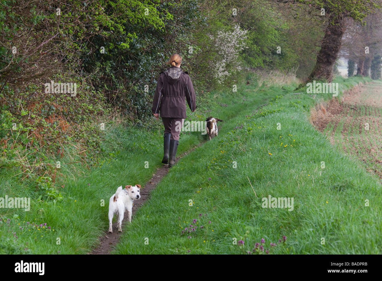 Dog Walking on Country Lane Norfolk Stock Photo Alamy