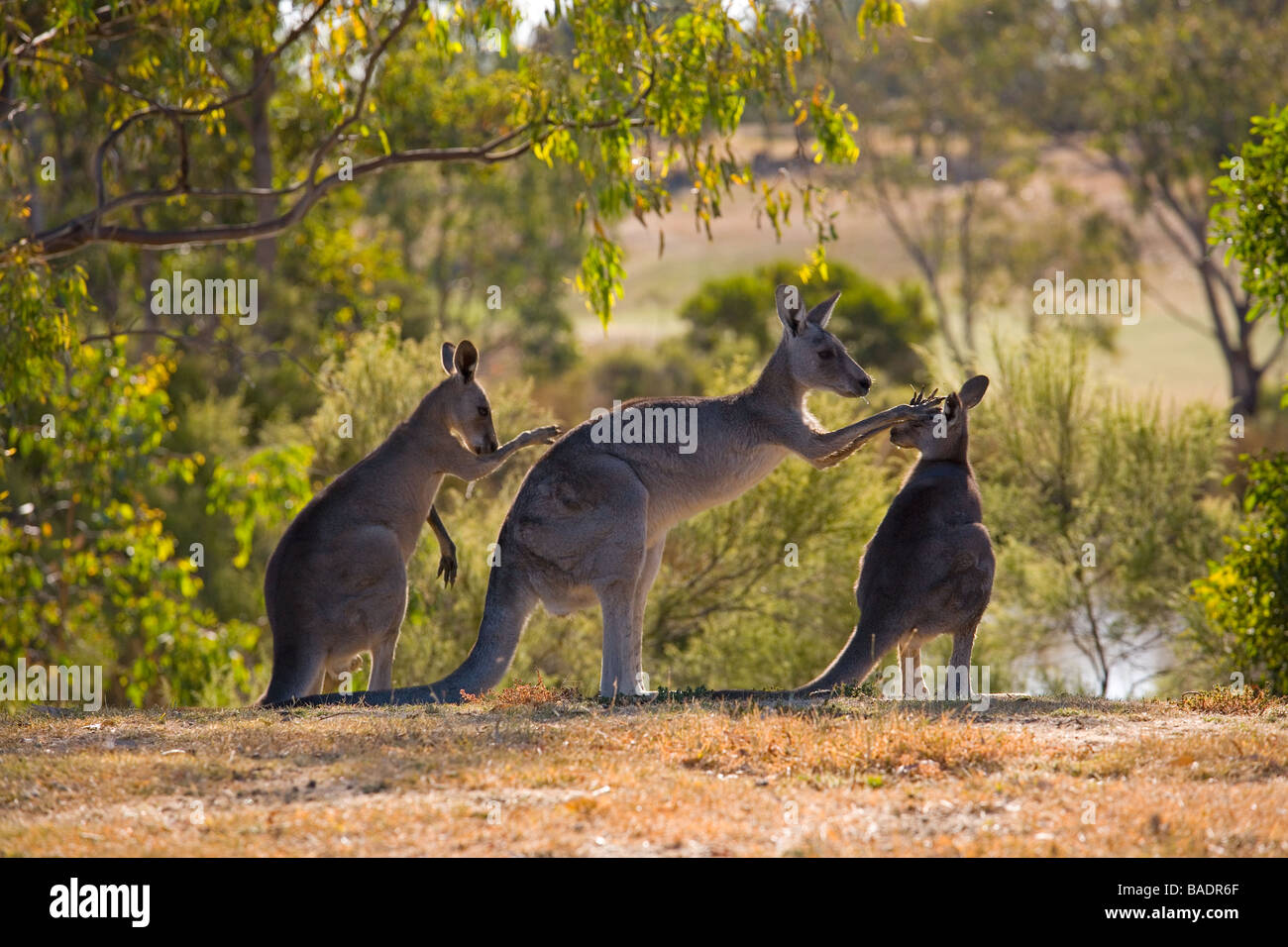 Kangaroo family on golf course Melbourne Australia Stock Photo Alamy