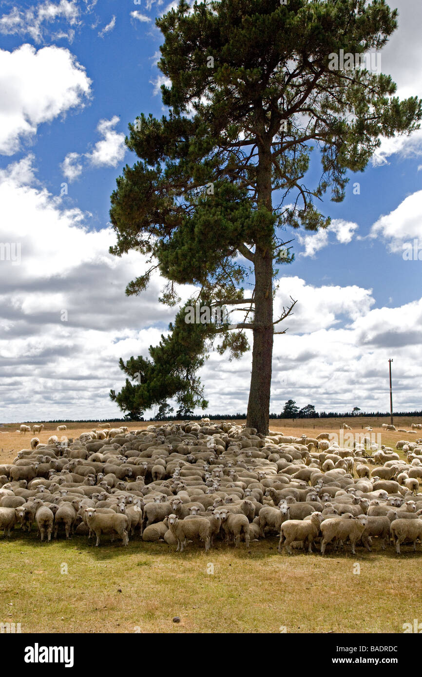 Merino Sheep Flock New Zealand Stock Photo