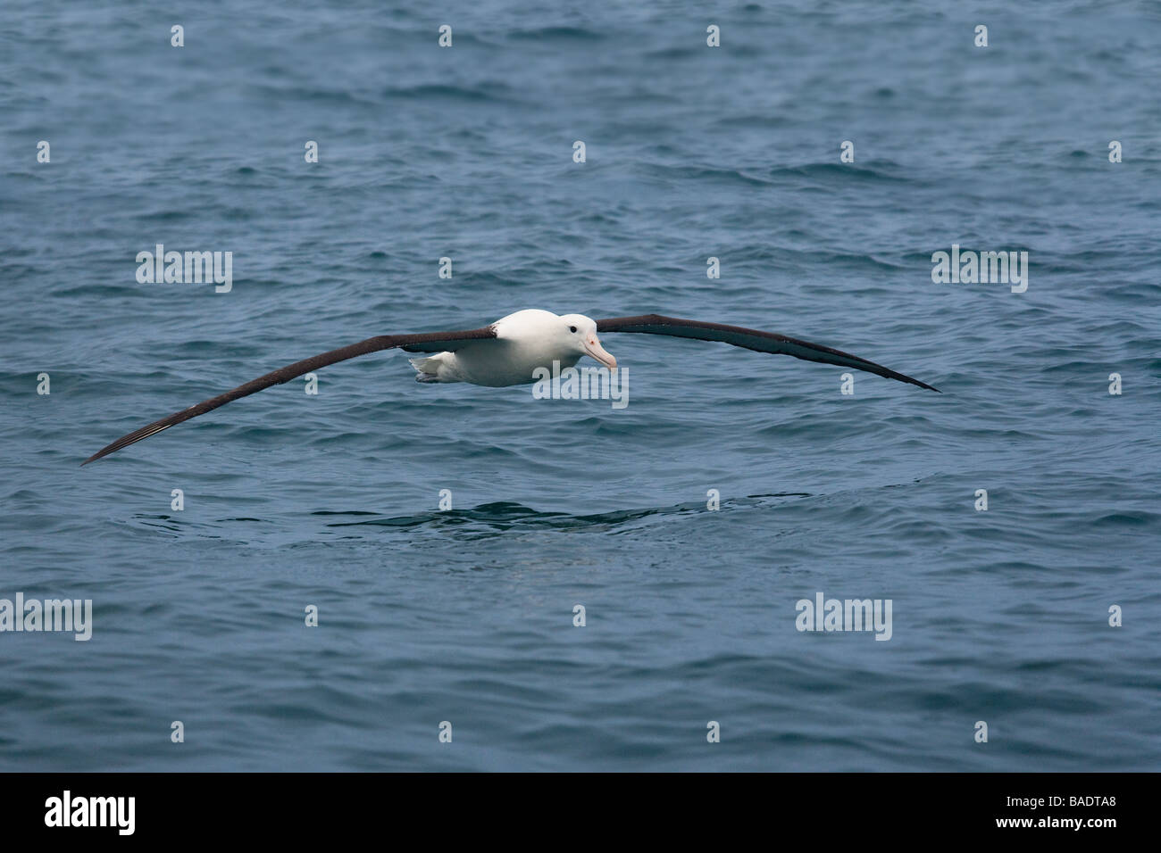 Huge white albatross hi-res stock photography and images - Alamy