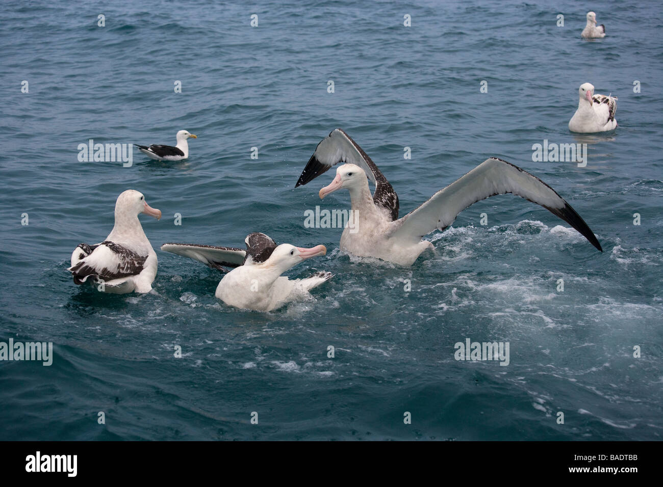 Wandering albatross new zealand hi-res stock photography and images - Alamy