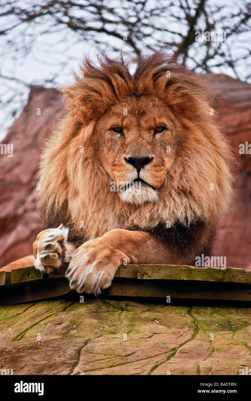 Lion looking forward hi-res stock photography and images - Alamy