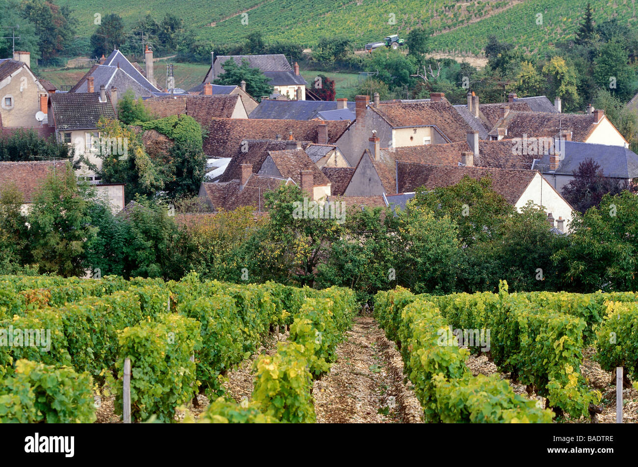 Il Habite La Province Du Sancerre Et Du Chavignol
