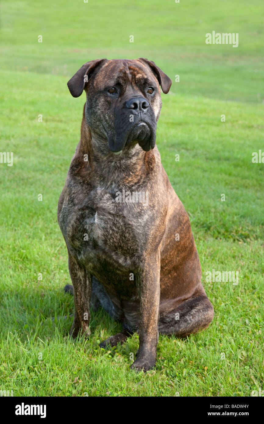 Bull Mastiff Dog Stock Photo