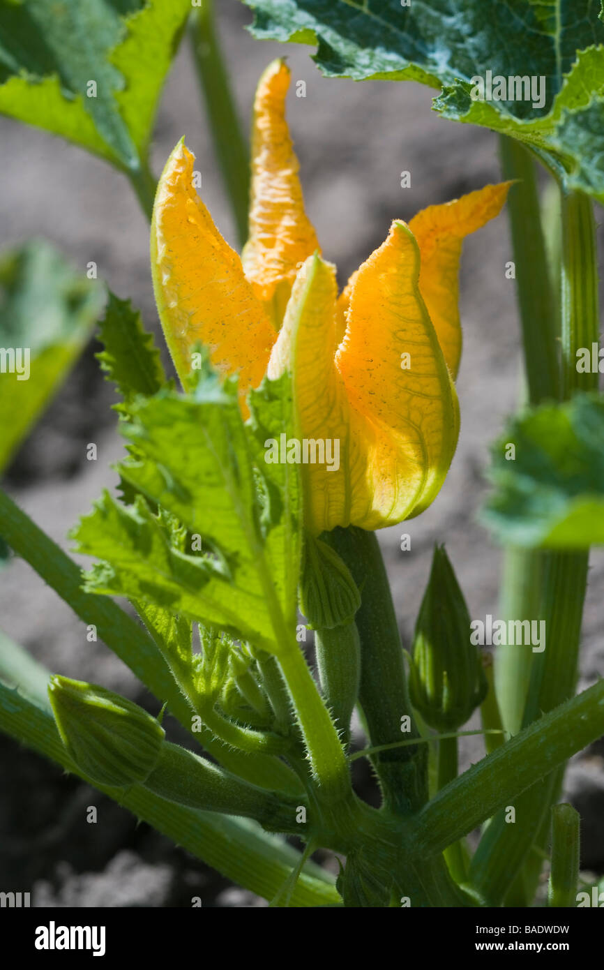 France, Landes, Lencouacq, Jardin de Violette Rural Inn, farmer and restaurant owner Violette Vales, kitchen garden and Stock Photo