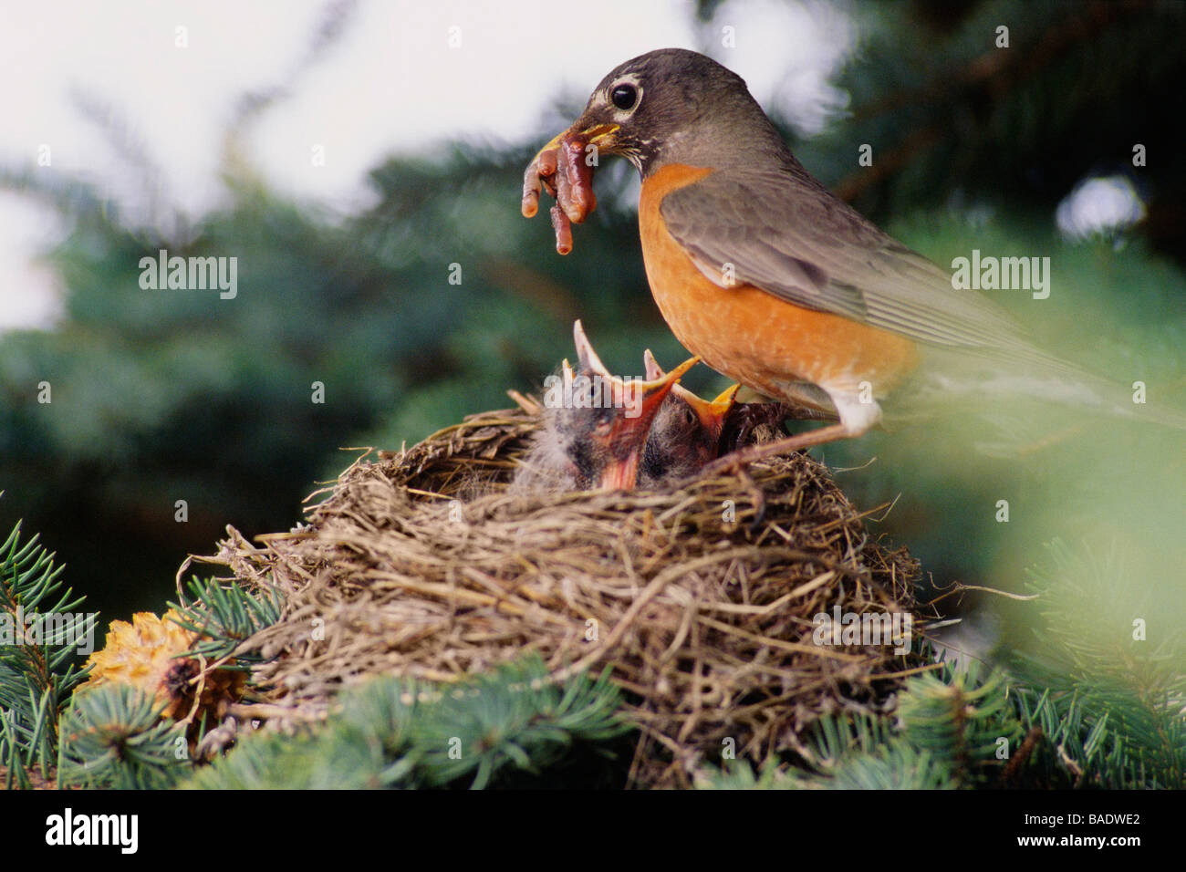 Robin Feeding Chicks Stock Photo Alamy