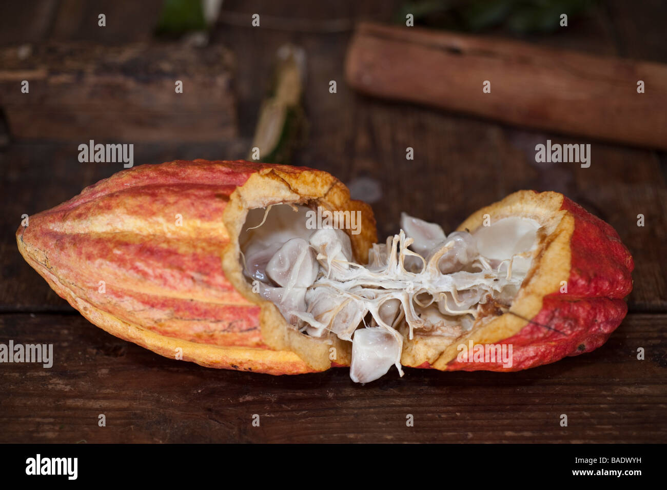 Theobroma cacao or cocoa tree pod split open to show the seeds used to make cocoa or chocolate Stock Photo