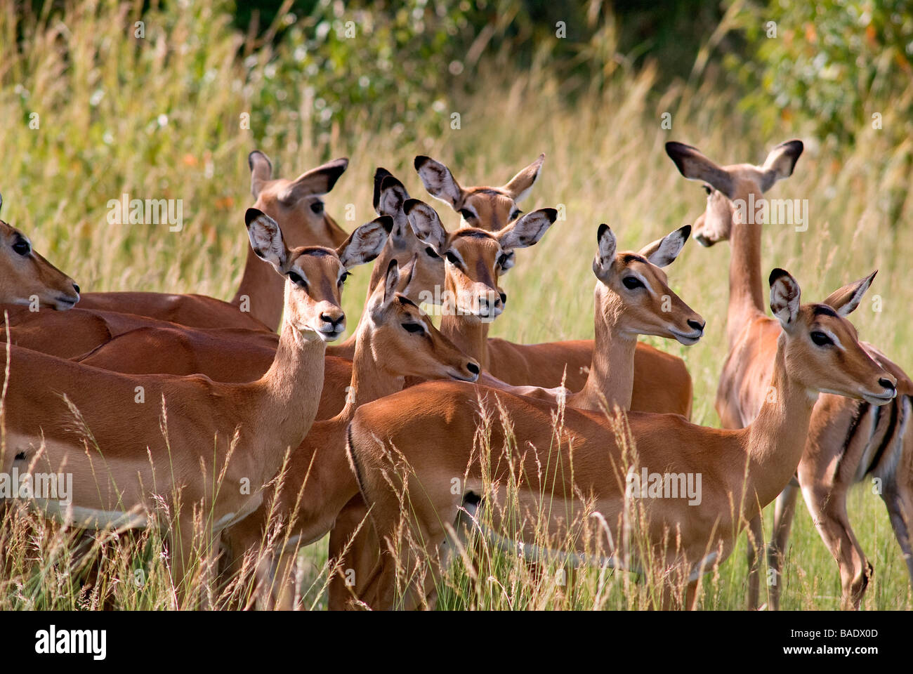 Kenya, Masai Mara National Park, safari inside the reserve, gazelles in ...
