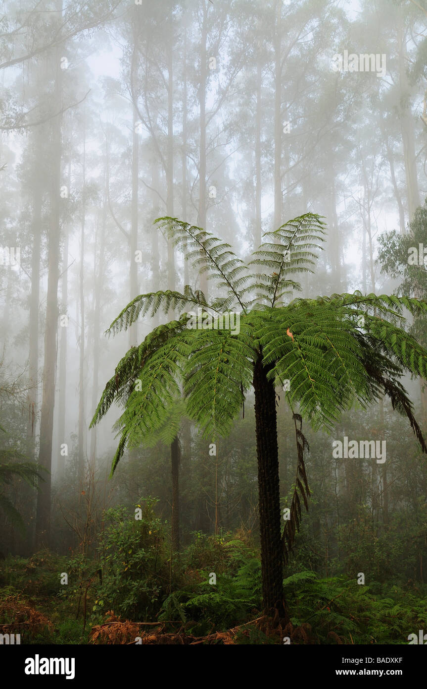 Tree Fern, Dandenong Ranges, Victoria, Australia Stock Photo