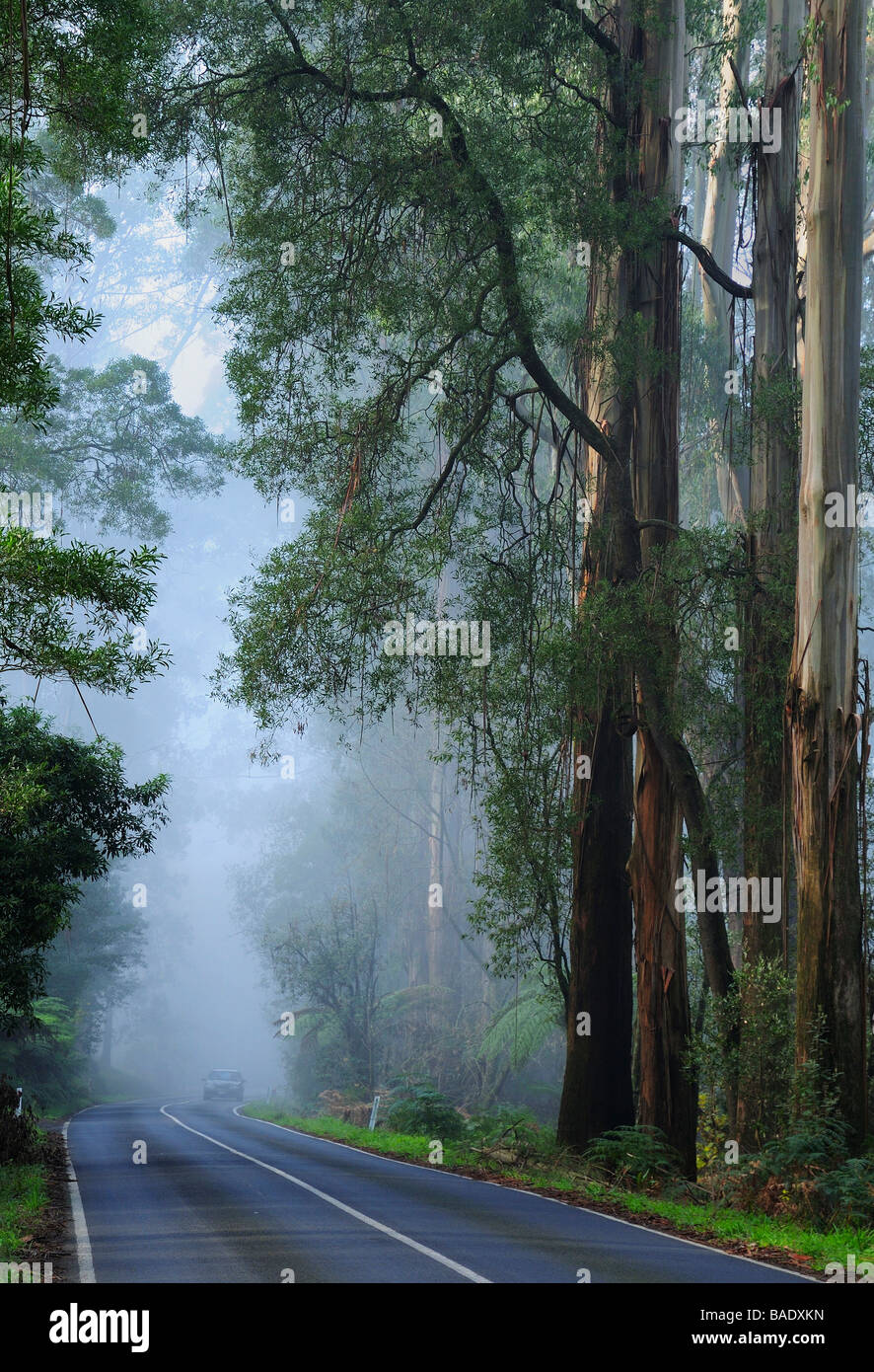Forest Road in Fog, Dandenong Ranges, Victoria, Australia Stock Photo