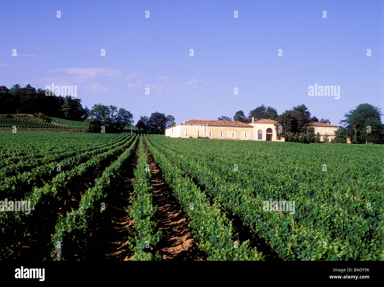 France, Gironde, Saint Emilion, Bordeaux vineyard, vineyard and  Chateau Angelus, Premier Grand Cru classified B Stock Photo