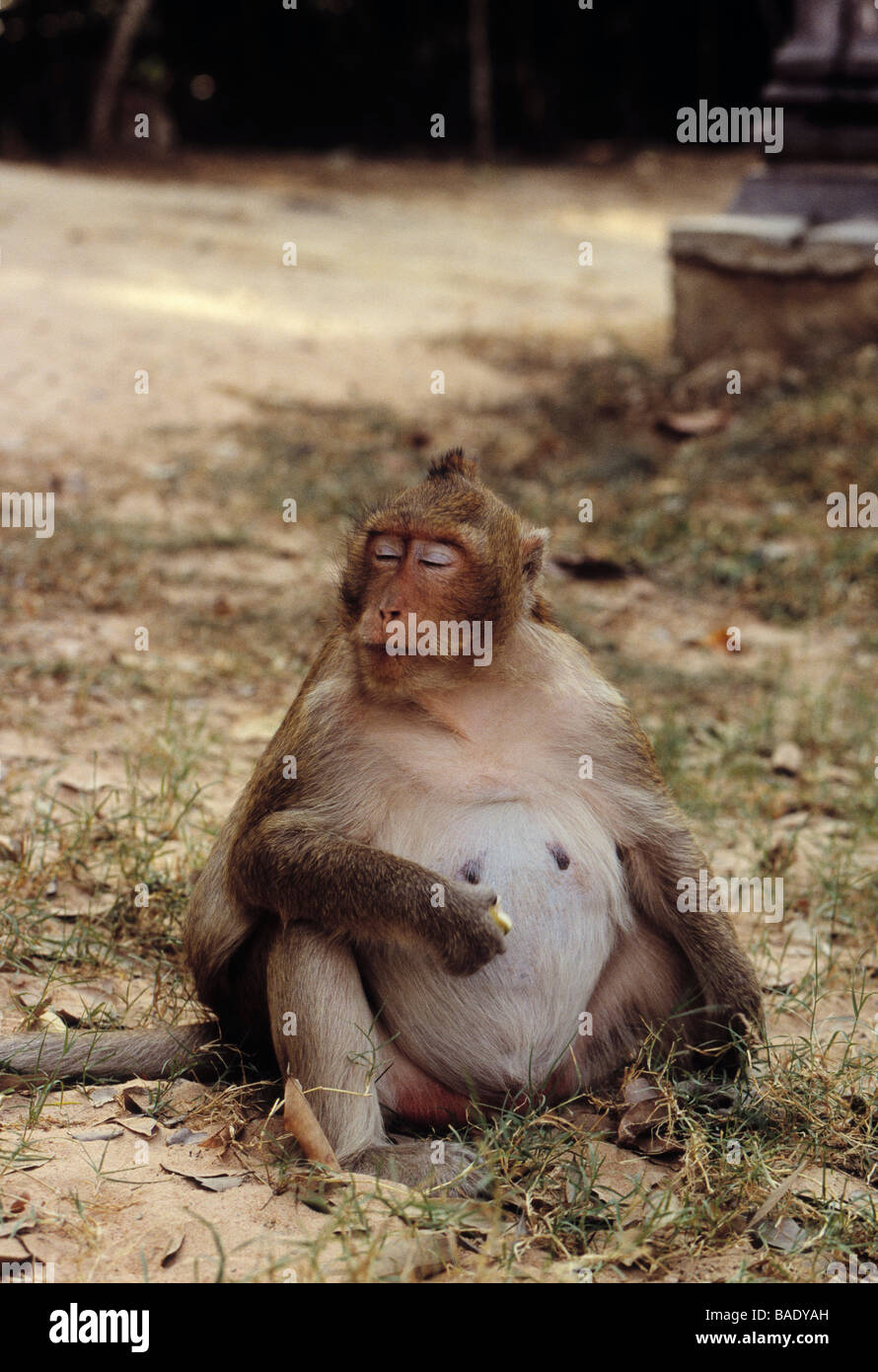 Monkey at Angkor Wat, Cambodia Stock Photo