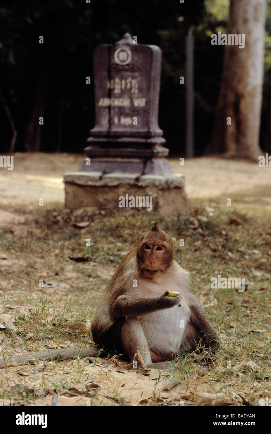 Monkey Eating, Angkor Wat, Cambodia Stock Photo