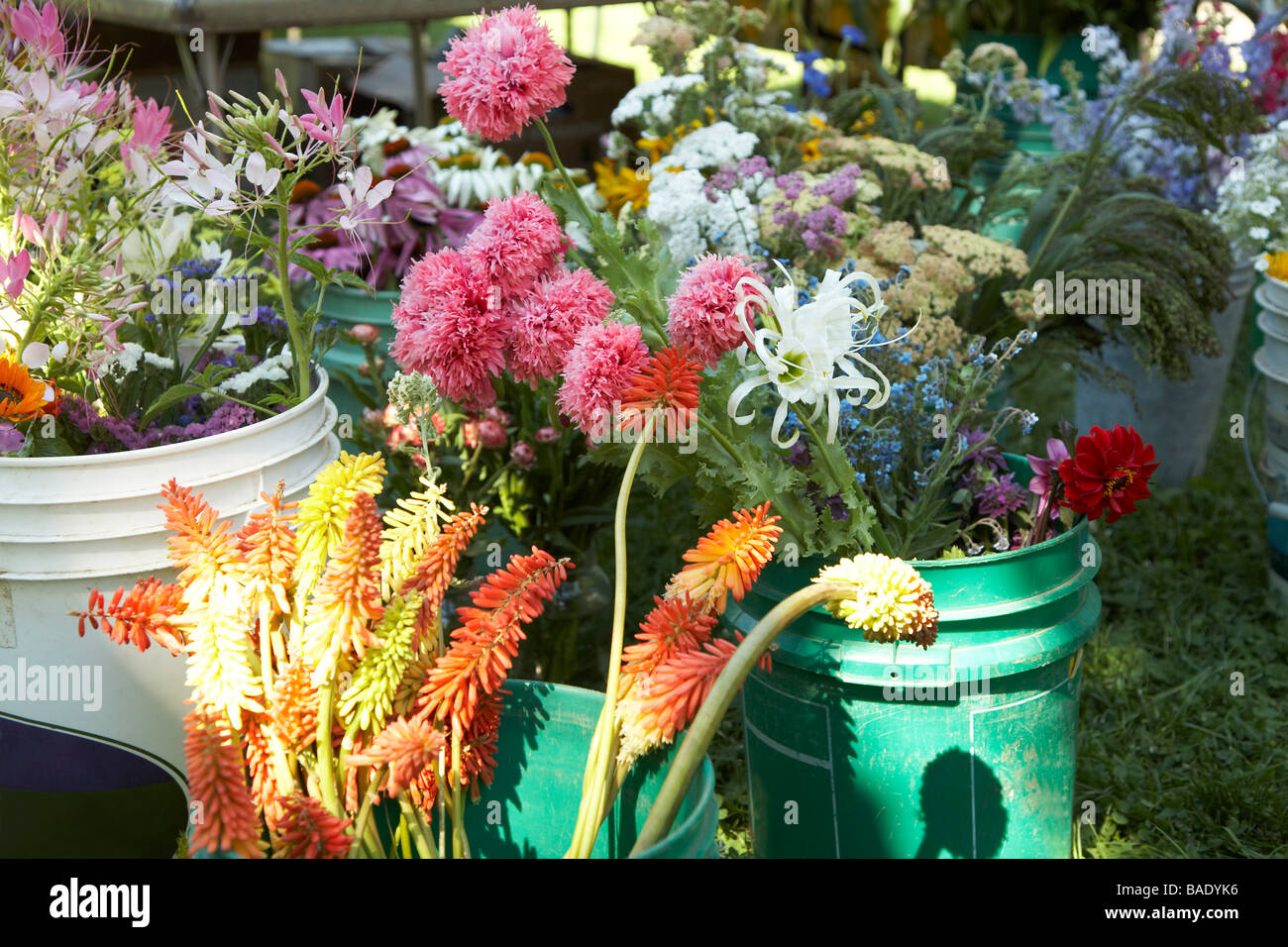 Cut Flowers for Sale at Organic Farmer's Market Stock Photo Alamy