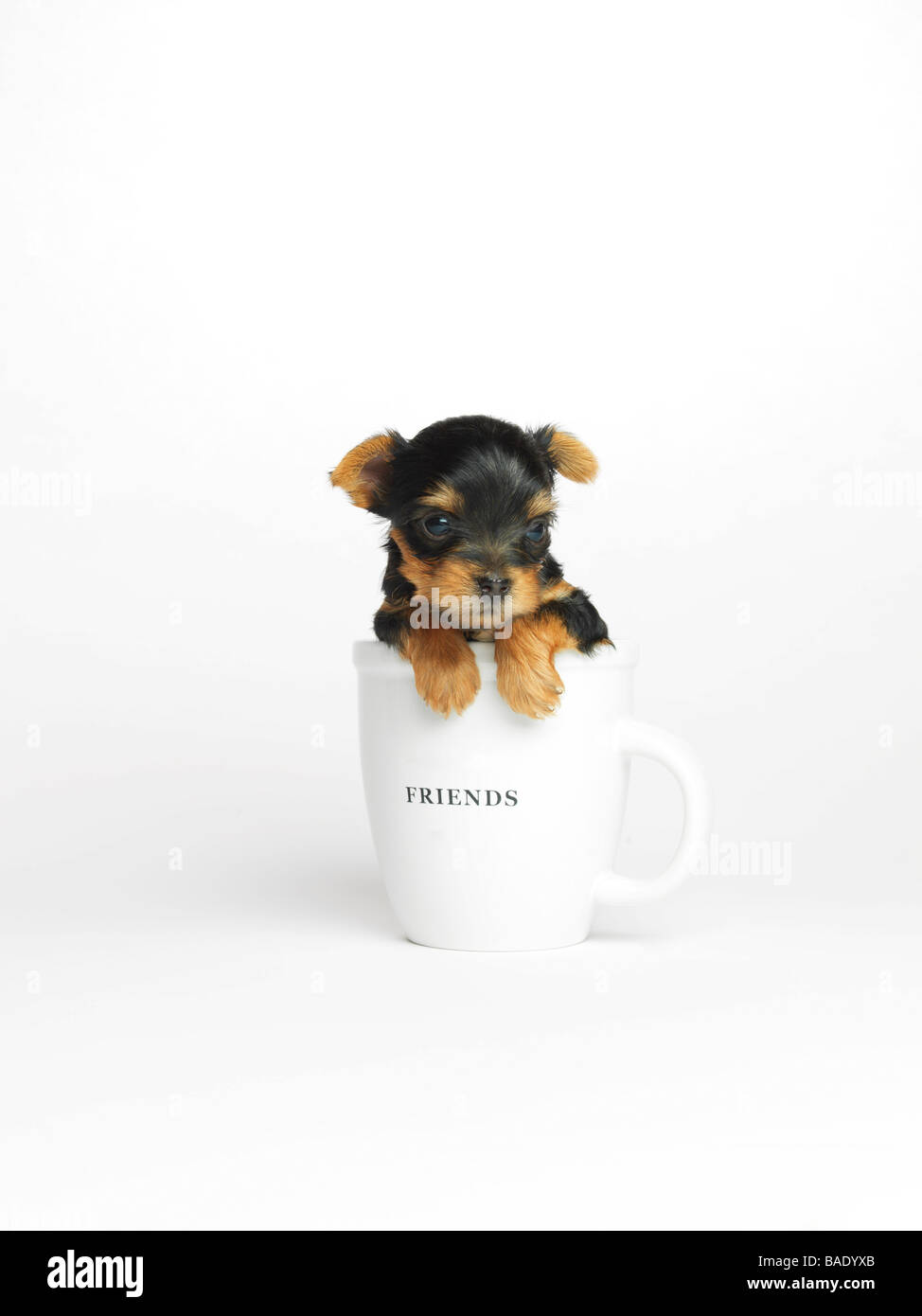 Yorkshire Terrier Puppy in Mug Stock Photo