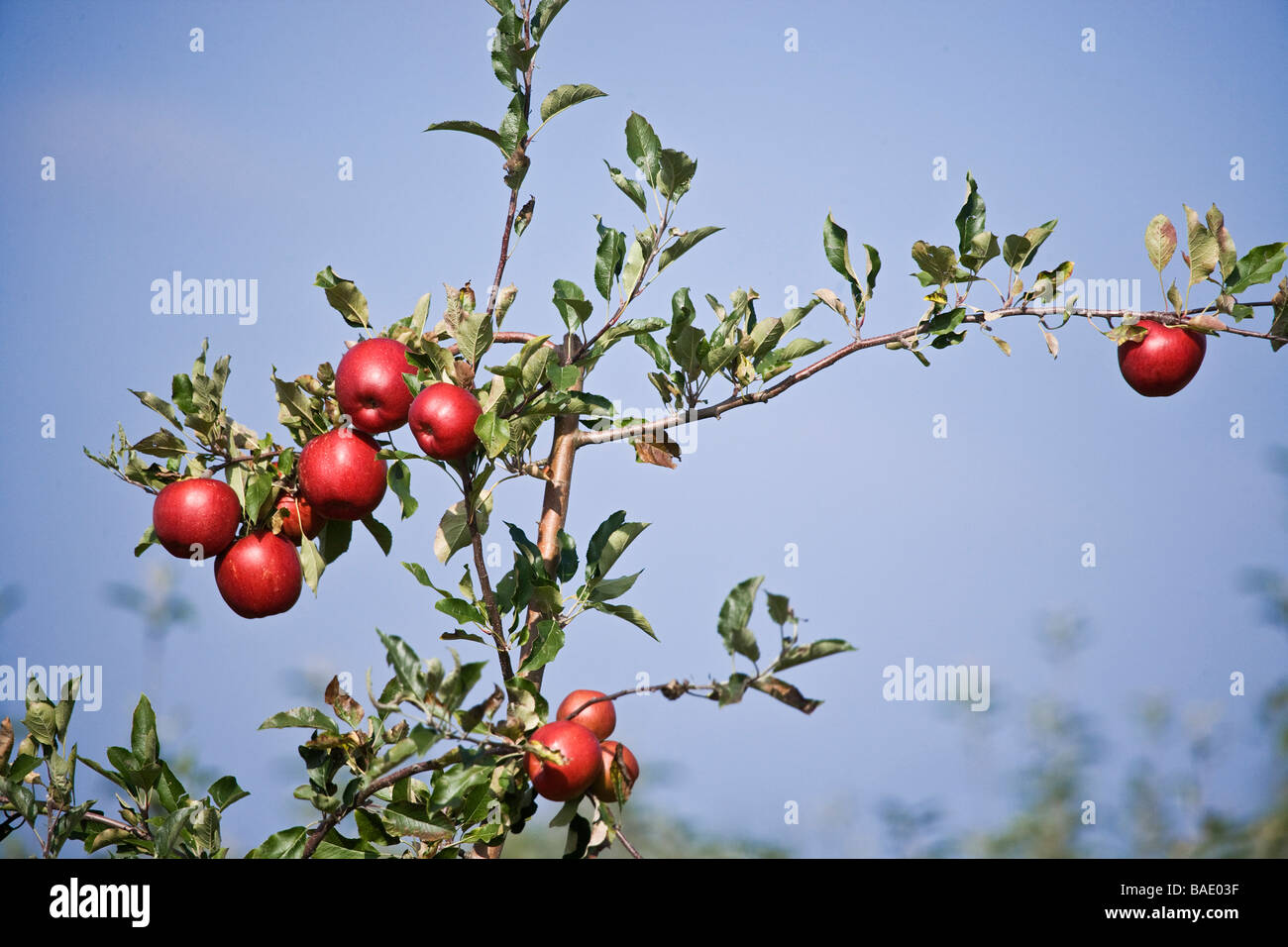 France, Maine et Loire, surroundings of Briollay, apple tree orchards Stock Photo