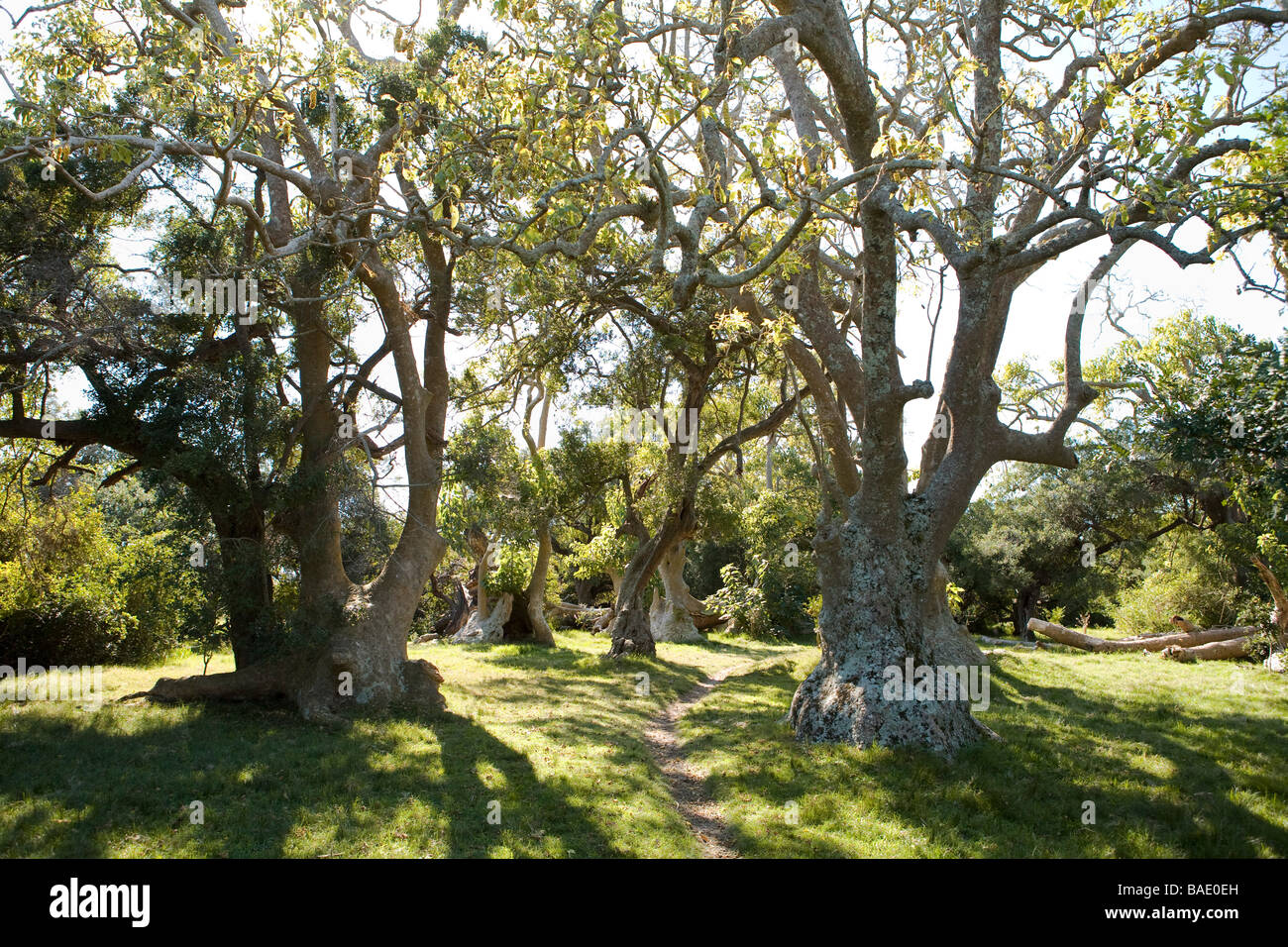 Ombu Tree, Cabo Polonio, Uruguay Stock Photo
