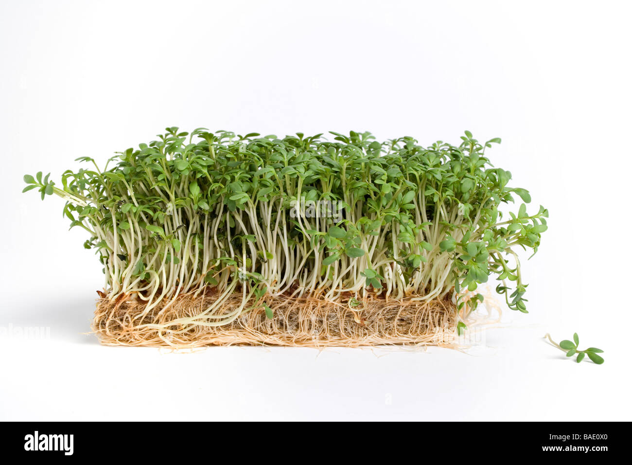 Garden cress Lepidium sativum Stock Photo