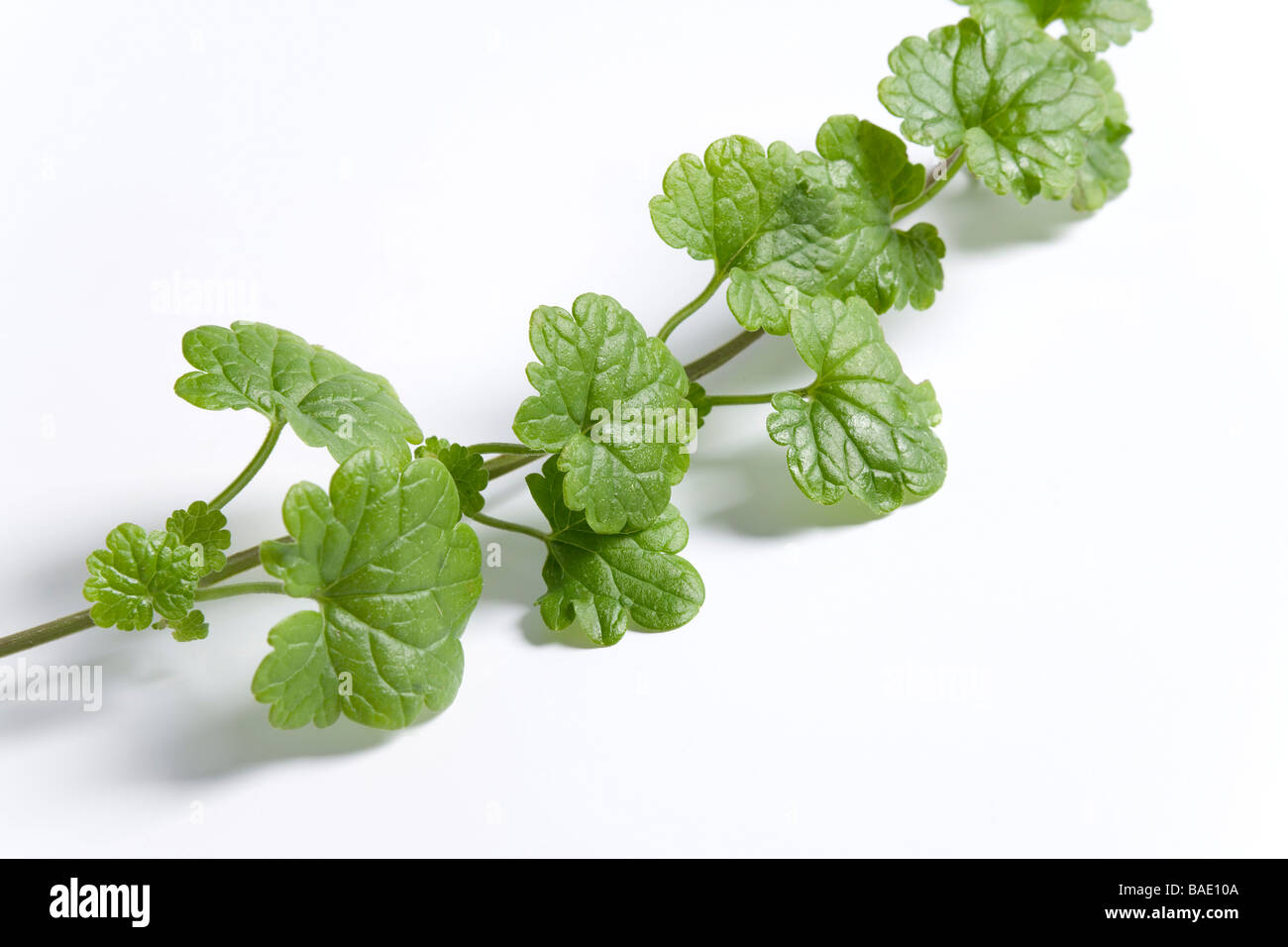 Ground ivy glechoma Cut Out Stock Images & Pictures - Alamy