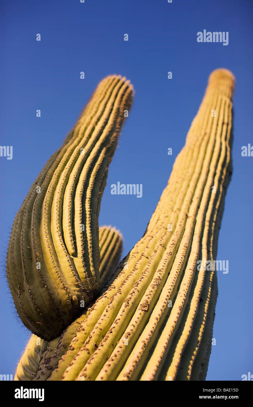 Saguaro Cactus, Tucson, Arizona, USA Stock Photo