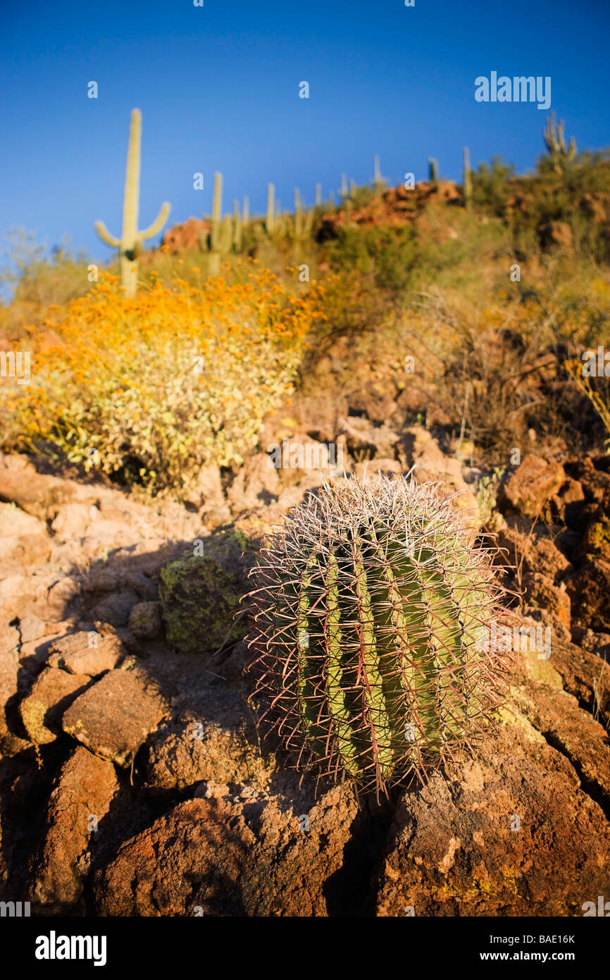 Barrel Cactus, Saguaro National Park, Tucson, Arizona, USA Stock Photo