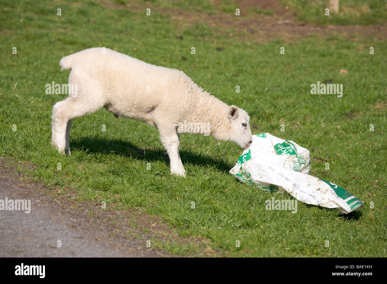 A clean young lamb investigates an discarded and empty bag of lamb nuts