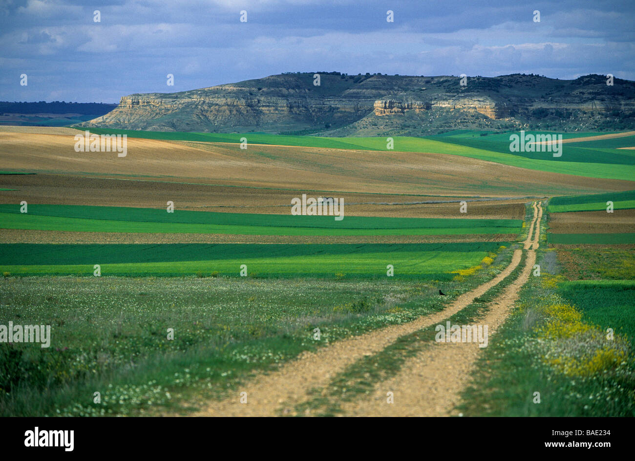 Espagne, Castile-Leon, landscape between Zamora and Morales del Vino Stock Photo