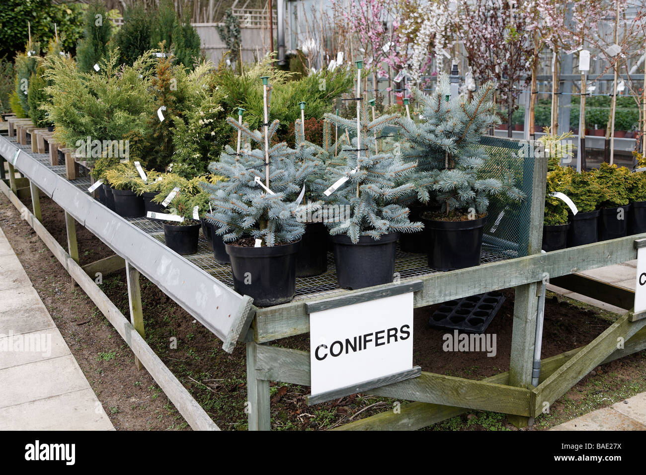 Conifer trees in pots for sale garden centre Stock Photo Alamy