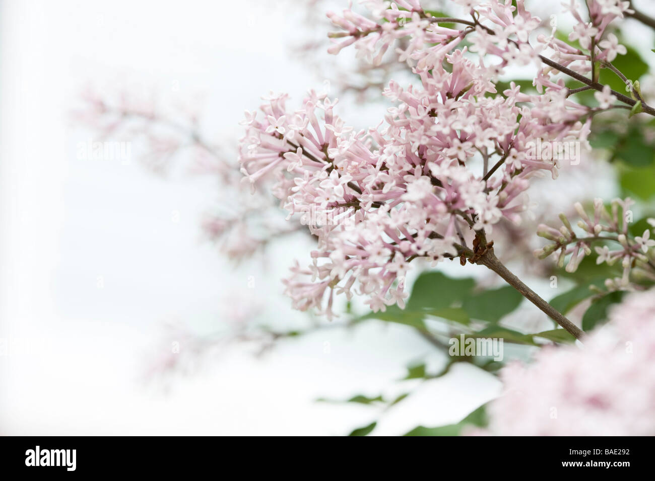 Dwarf Lilac Stock Photo - Alamy
