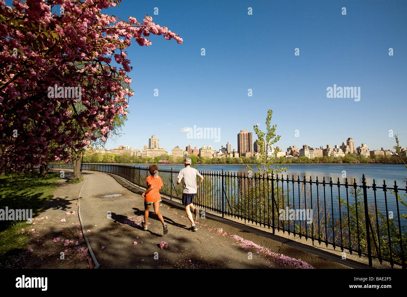 United States, New York, Central Park in the Springtime, jogging around ...