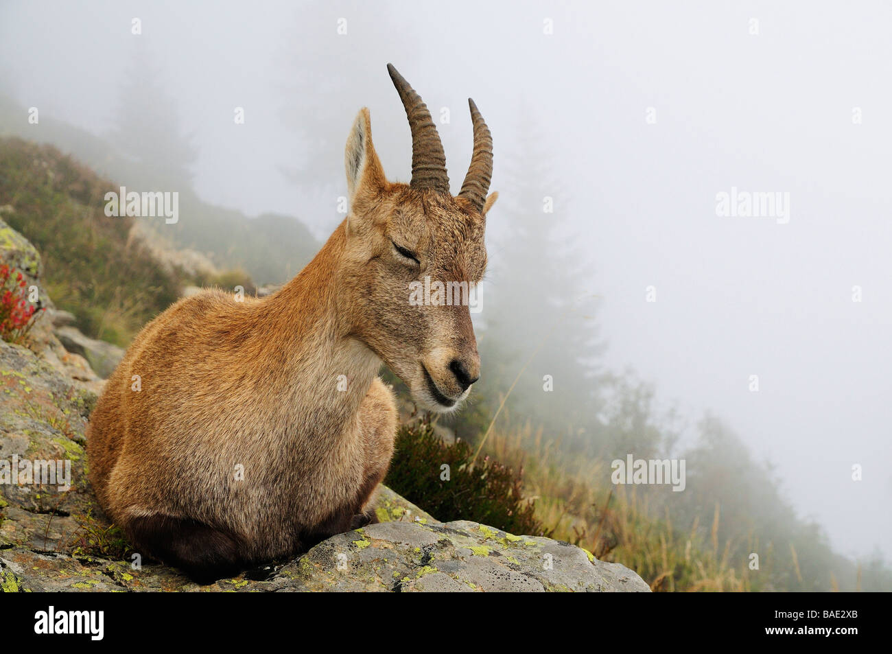 Alipine Ibex, Aiguilles Rouges, Chamonix, France Stock Photo - Alamy