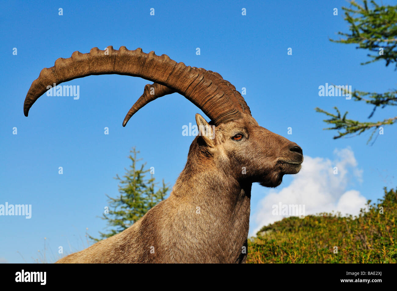 Alipine Ibex, Aiguilles Rouges, Chamonix, France Stock Photo - Alamy