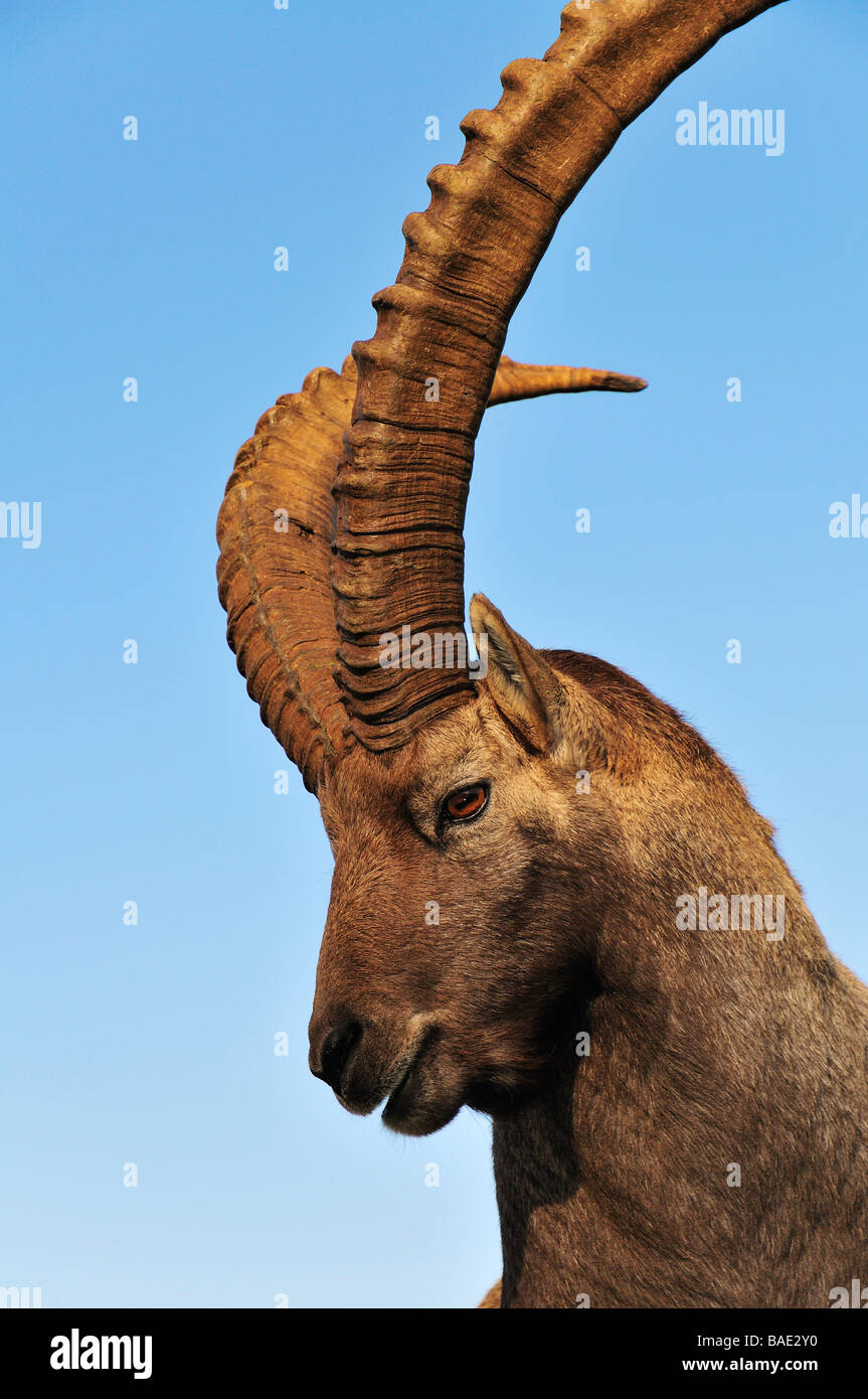 Alipine Ibex, Aiguilles Rouges, Chamonix, France Stock Photo - Alamy