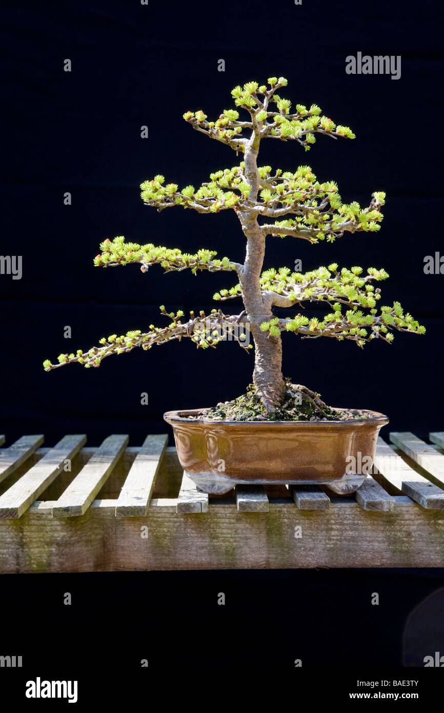 Bonsai Japanese Larch Stock Photo Alamy