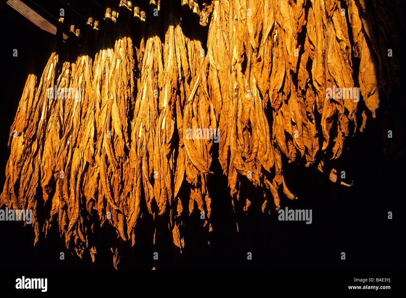 tobacco plant medicine Programs