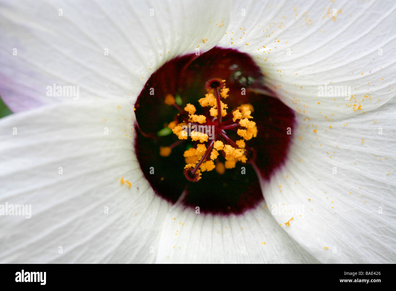 Hibiscus trionum Stock Photo